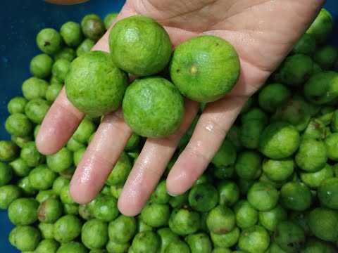 Máy Gọt Vỏ Rau Củ Trái Cây