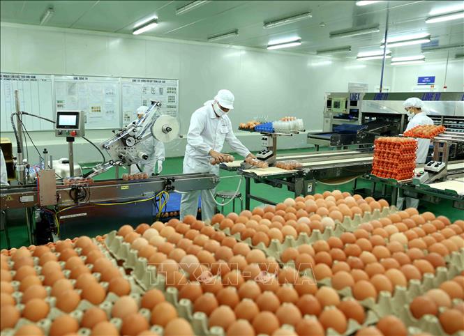 Máy Phân Loại Trứng Gà