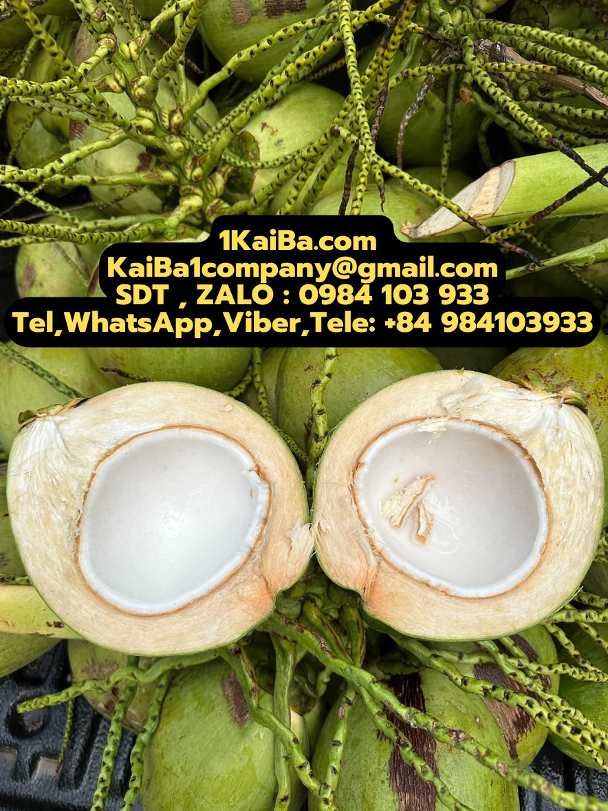 Máy chặt dừa tươi Kaiba